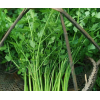 芹菜种子西芹菜种籽青菜籽种大全四季速生小香芹盆栽种植蔬菜种孑